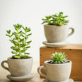 Load image into Gallery viewer, Concrete "Tea & Coffee" Cup Planter