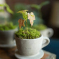 Load image into Gallery viewer, Concrete "Tea & Coffee" Cup Planter
