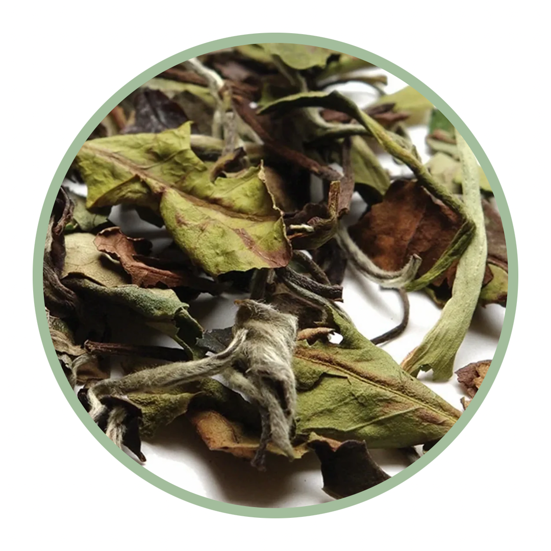Munchkin (White Tea)