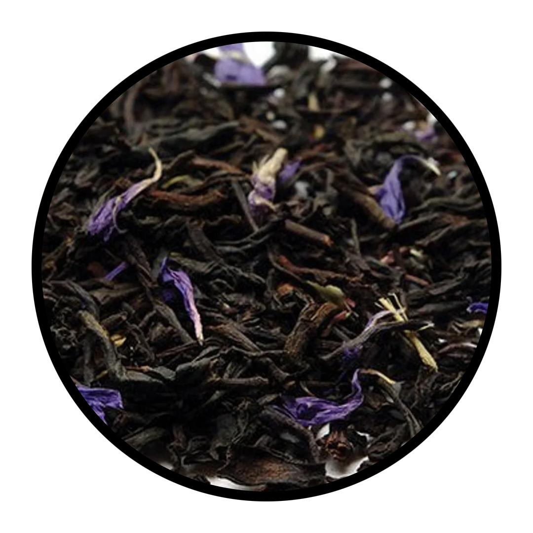 European Shorthair - Earl of Grey (Black Tea)