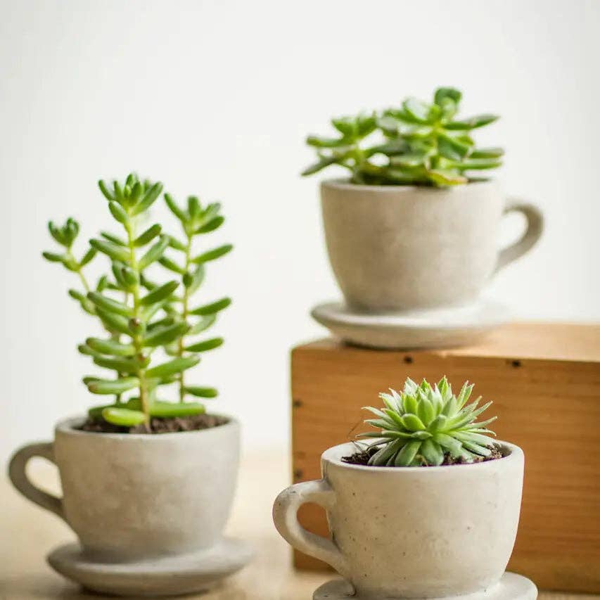Vagabond Vintage - Concrete "Tea & Coffee" Cup Planter