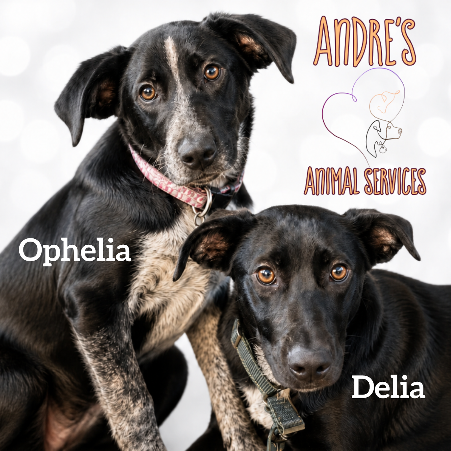 Donate to Support Ophelia & Delia