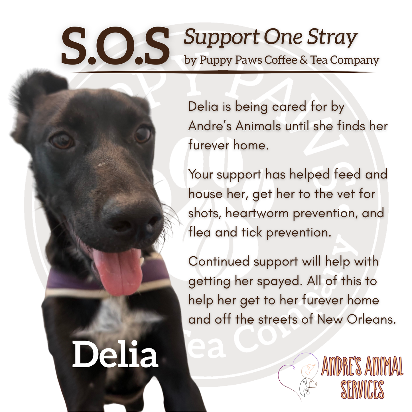 Donate to Support Delia