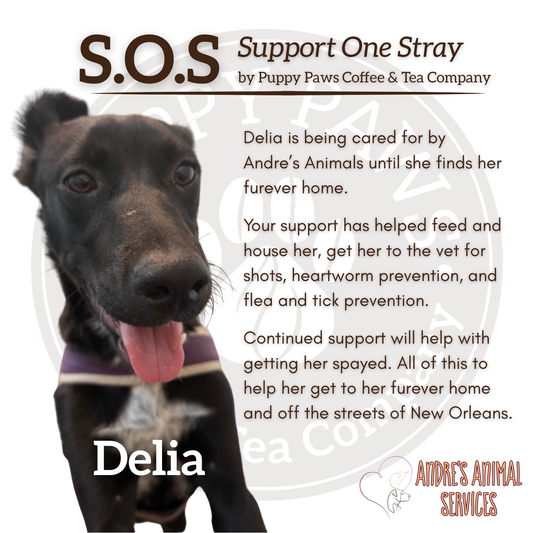 Donate to Support Delia